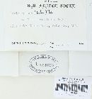 Ceriporia spissa image