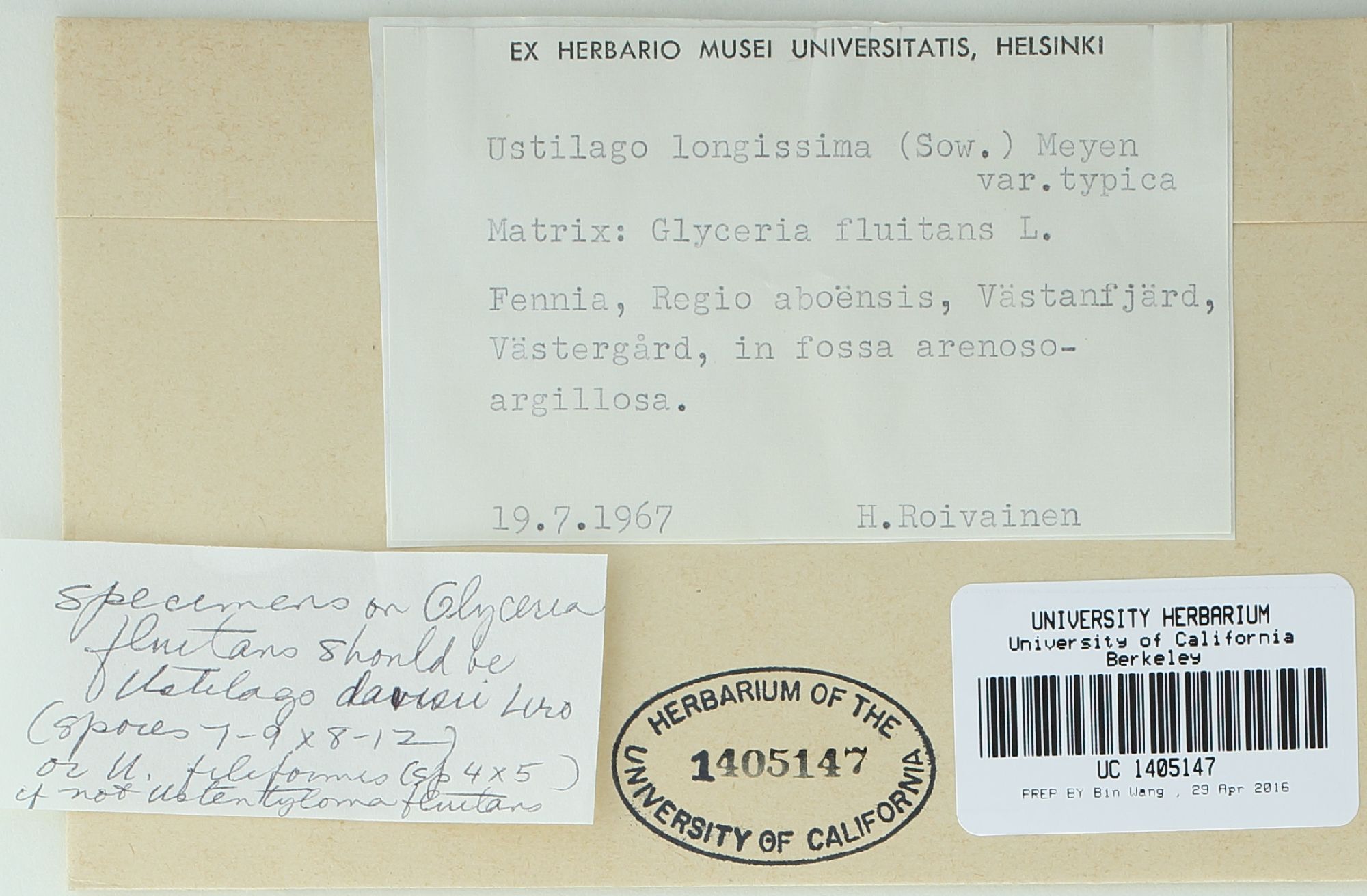 Ustilago davisii