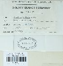 Ustilago bullata image