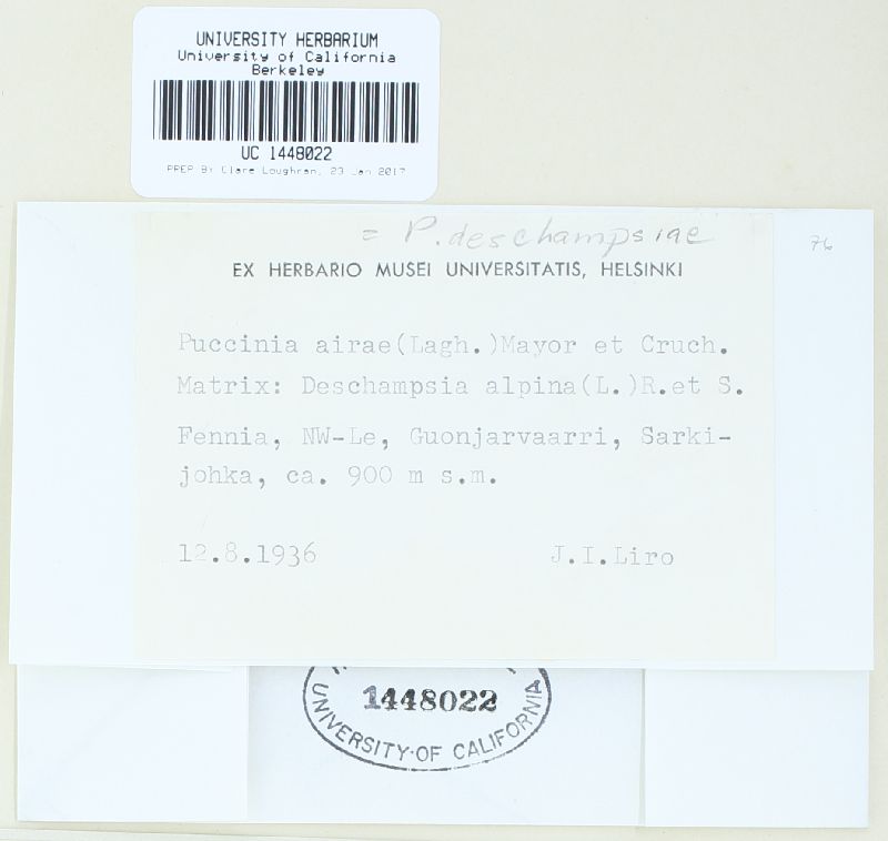 Puccinia deschampsiae image