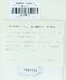 Melampsora epitea var. epitea image