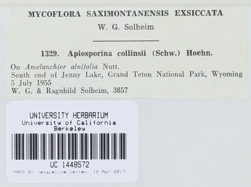 Apiosporina collinsii image