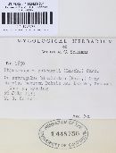 Stigmatula astragali image