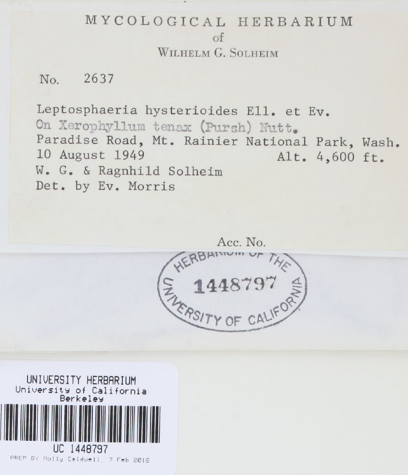 Leptosphaeria hysterioides image