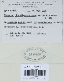 Uromyces limonii-caroliniani image