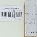 Thumbnail image of current specimen