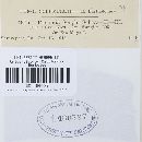 Puccinia sorghi image