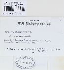 Pleospora gigaspora image