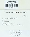 Melampsora medusae image