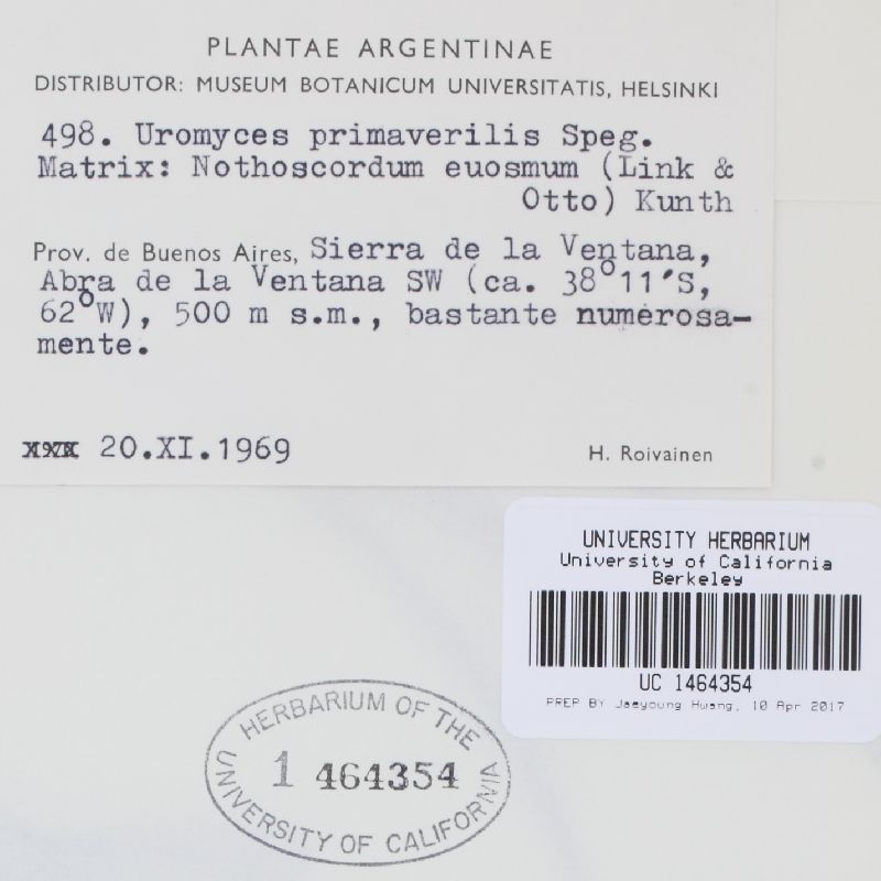 Uromyces primaverilis image