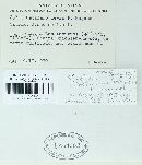 Ustilago hordei image