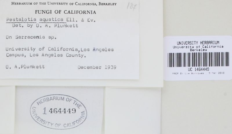 Pestalotiopsis aquatica image