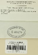 Puccinia helianthellae image