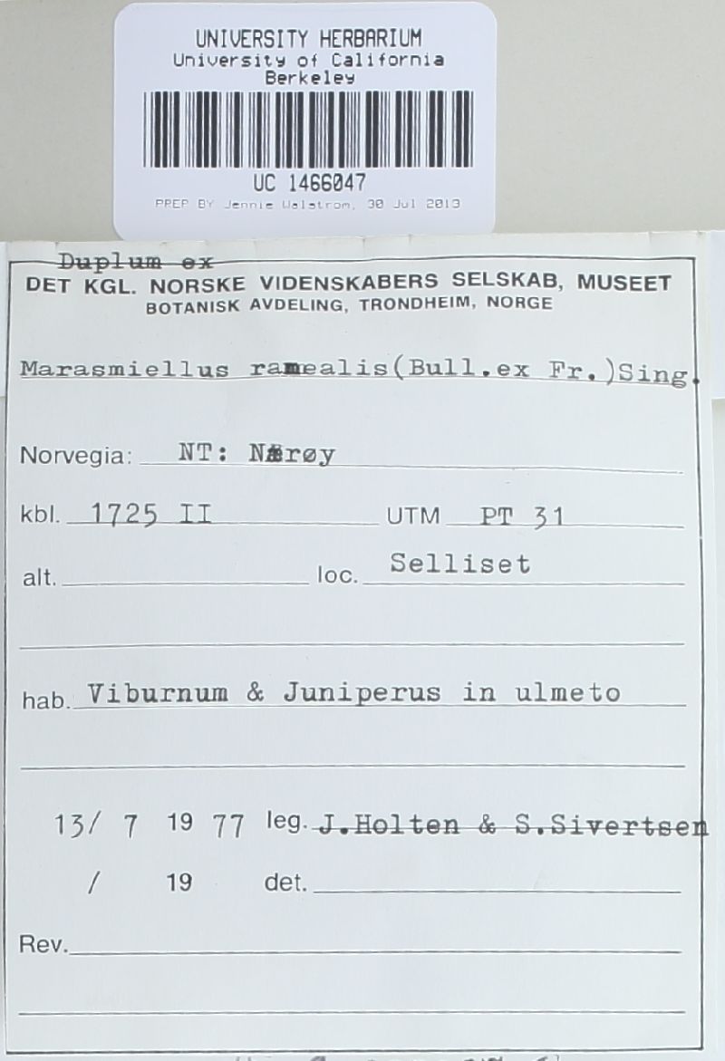 Marasmiellus ramealis image