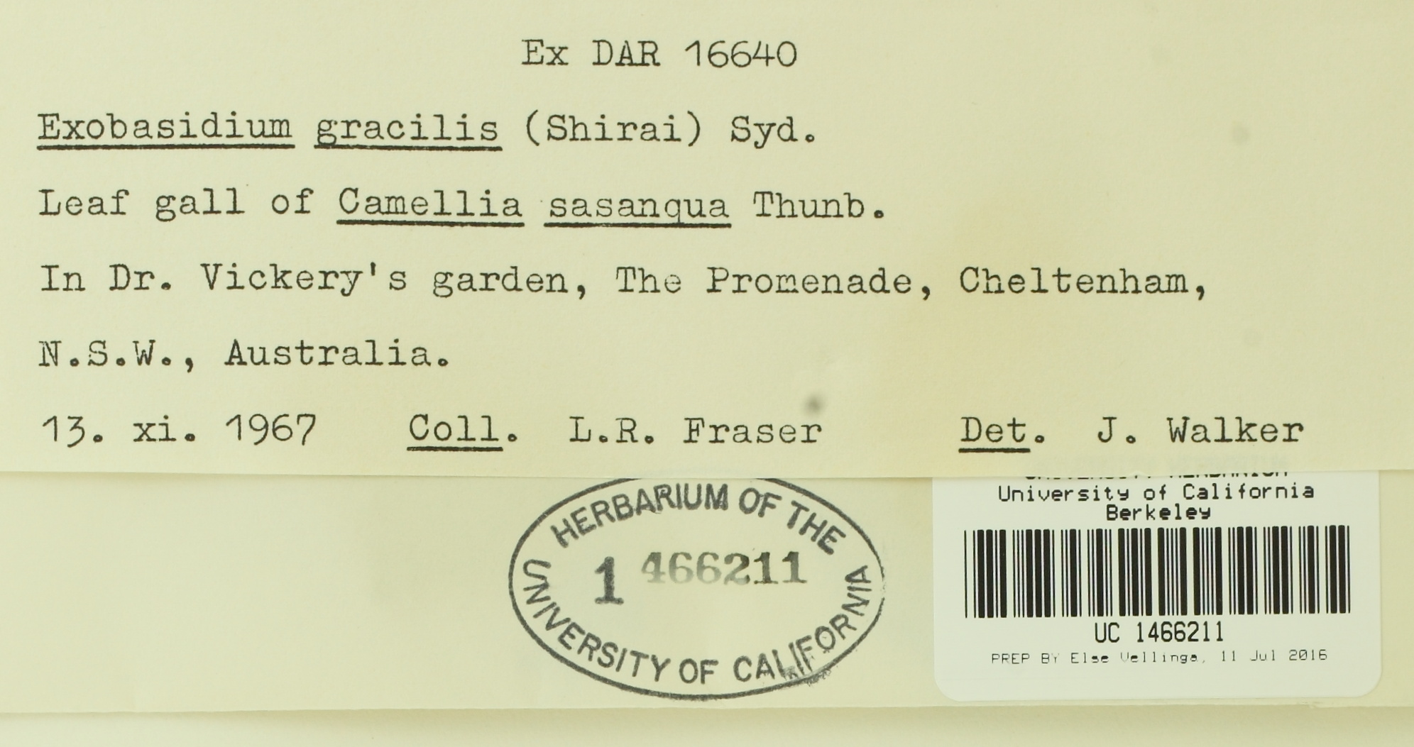 Exobasidium gracile