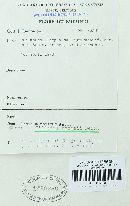 Conidiosporomyces ayresii image