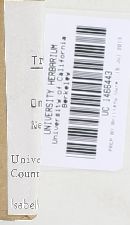 Lyophyllum fuligineum image