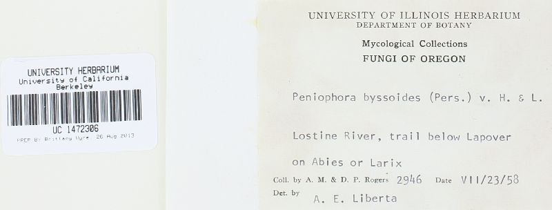 Amphinema byssoides image