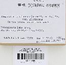 Gomphidius glutinosus image