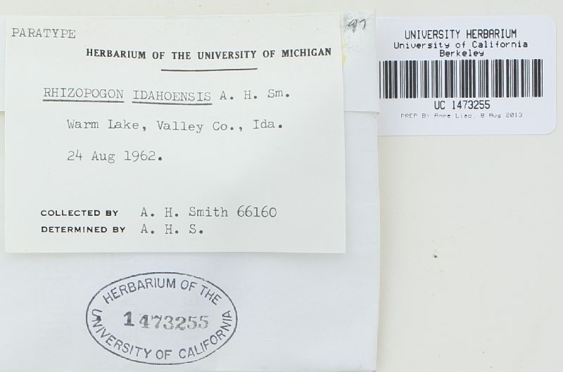 Rhizopogon idahoensis image