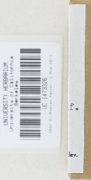 Veluticeps abietina image