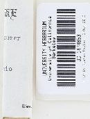 Chondrostereum purpureum image