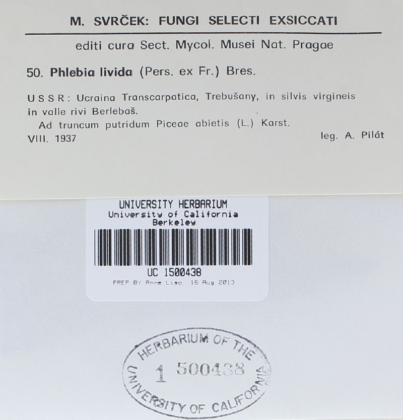 Phlebia livida image