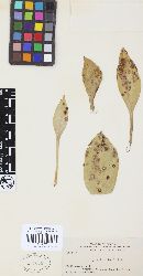 Uromyces aristidae image