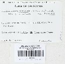 Trichoglossum hirsutum image