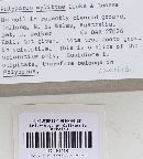 Laccocephalum mylittae image