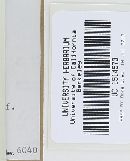 Tricholoma vaccinum image