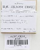 Inocybe lacera image