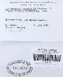 Hysterangium setchellii image