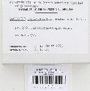 Lactarius californiensis image