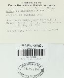 Bulgaria inquinans image