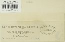 Puccinia menthae image