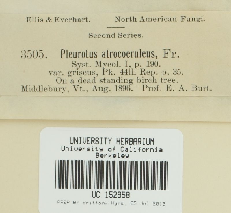 Hohenbuehelia atrocaerulea var. grisea image