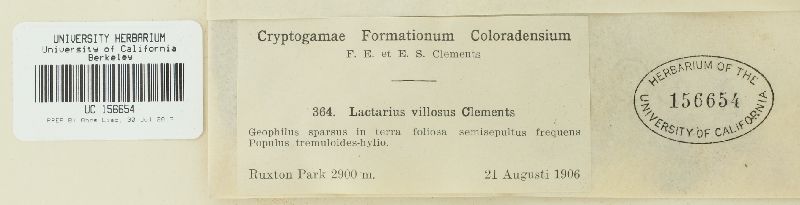 Lactarius villosus image