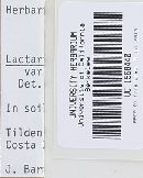 Lactarius argillaceifolius image