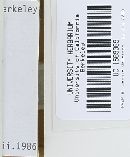 Psathyrella corrugis image