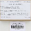 Lepiota cristata image