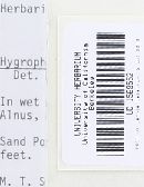 Hygrophorus hypothejus image