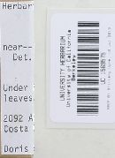 Thumbnail image of current specimen