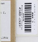 Cantharellus subalbidus image