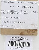 Gomphidius glutinosus image