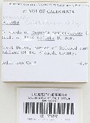 Media resource of Leucoagaricus adelphicus