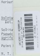 Boletus chrysenteron image