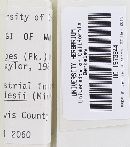 Clavulina castaneipes image