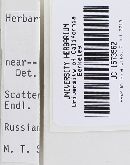 Cortinarius cinnamomeus image