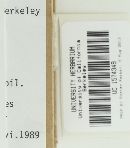 Caloscypha fulgens image